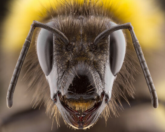 British Wildlife Photography Awards 2017. Courtesy of Horniman Museum and Gardens