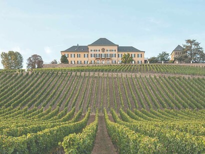 One of the best vineyards in the world is located in Uruguay and it is also free of phylloxera