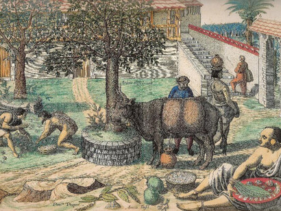 Quintal com *árvore-triste*. Jan Huygen van Linschoten, *Itinerário, viagem ou navegação de Jan Huygen van Linschoten para as Índias Orientais ou portuguesas*. Edição preparada por Arie Pos e Rui Manuel Loureiro, Lisboa, CNCDP, 1997, [1596].