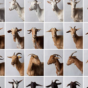 Juan del Junco, El rebaño (El lenguaje), 2013. Cortesía del Centre Pompidou Málaga 