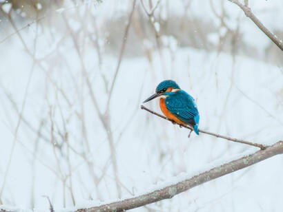 The common kingfisher can live in areas that get cold and is adapted to deal with a wide range of temperatures