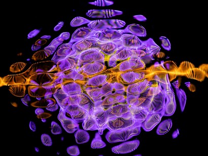 Exercise stimulates natural killer cells and cytotoxic T cells, boosting both innate and adaptive immune system defenses
