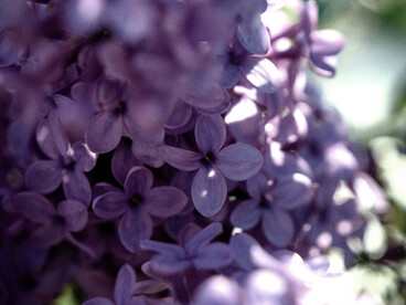 Me concentro en la jacaranda en flor que está frente a la ventana, sus ramas y su copa se me figuran una corona imperial