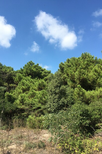 Dietro le dune boschi a pino domestico e pino marittimo