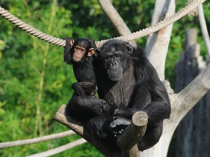 Infanticide in chimpanzees is often a vengeful act towards an infidel female 
