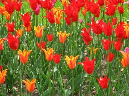 Tulipes en fleur