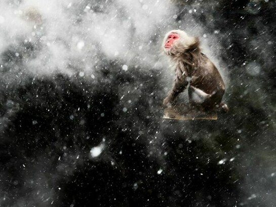Snow moment, Jasper Doest (The Netherlands), © Jasper Doest/ Wildlife Photographer of the Year