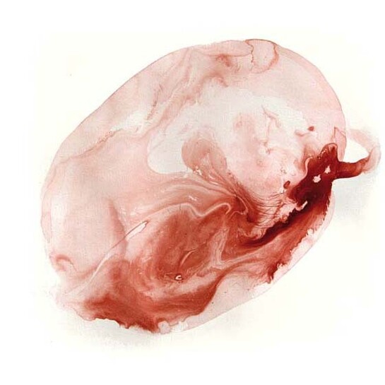 Federica Rossi, dalla serie The living cell, 2017, inchiostro su carta, cm. 45x45.
