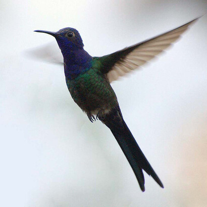 Colibrí de cola larga "Eupetomena macrura simoni". Subespecie dedicada a Eugène Louis Simon