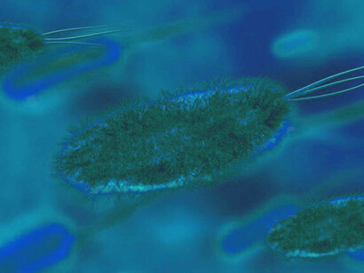 An illustration of a bacteria