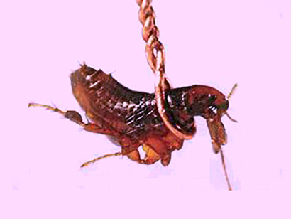 Pulga amarrada con alambre de oro
