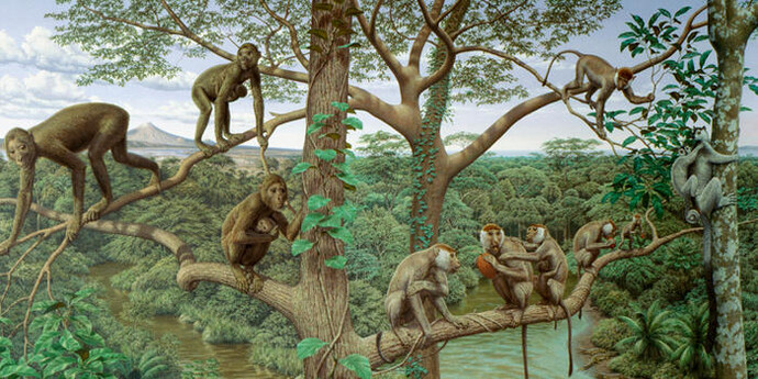 Spitzer Hall of Human Origins. Courtesy of American Museum of Natural History