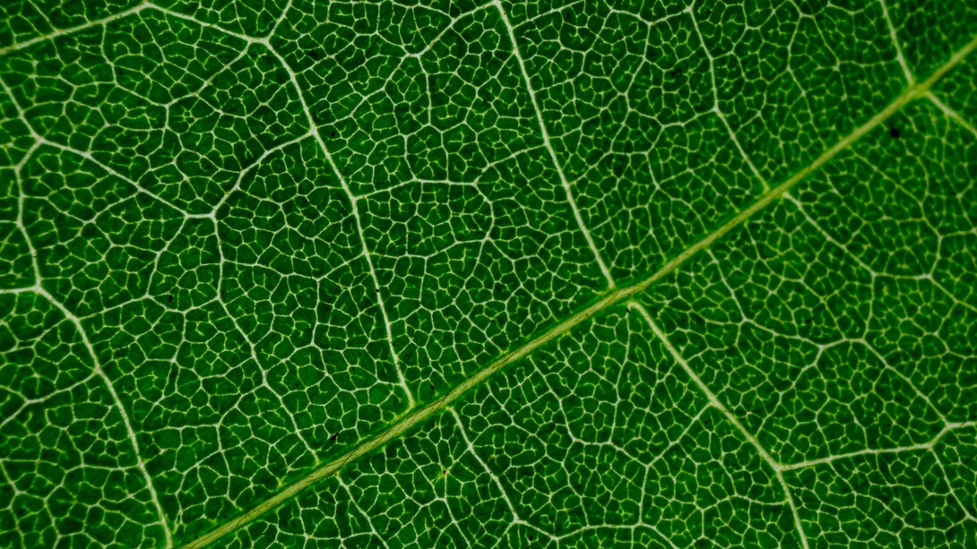 As imperfeições naturais, como frutos do acaso, podem ser embelezadas pela arte poética