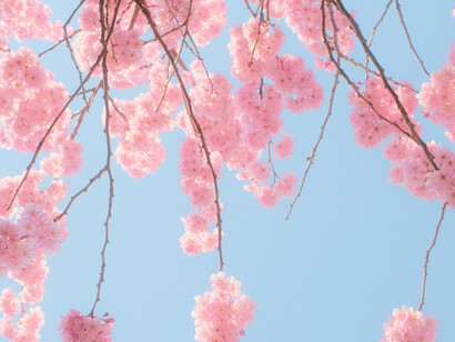 Flores de cerezo en primavera: no hay nada de nuevo, no hay nada en realidad llamado año, hay solo felicidad, y más que felicidad, pero viene de uno mismo
