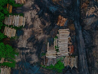 O desmatamento ilegal na Amazônia persiste, resultando em perdas significativas de habitat natural