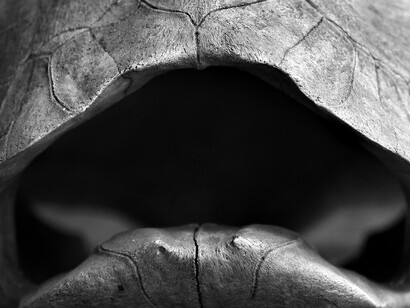 Leopard tortoise shell. Langata, Kenya, 2008