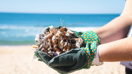 Clean up: collection of cigarette butts from a beach