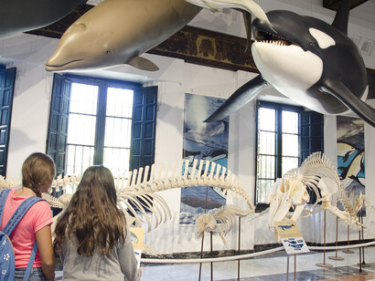 La mar de cetáceos en Andalucía. Courtesy of Casa de la Ciencia