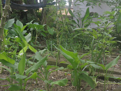 La Brigada Ecológica cultiva una huerta con vegetales como tomates, menta y kale, que sirven tanto para alimentar a voluntarios como para donaciones a escuelas locales, promoviendo la autosustentabilidad