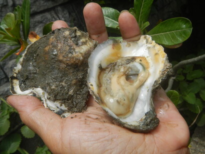 Como medidas de prevención se sugiere la cocción de pescados y mariscos y la no exposición de heridas al agua de mar. Ostras de Baliuag, 2020, Bulacan, Filipinas