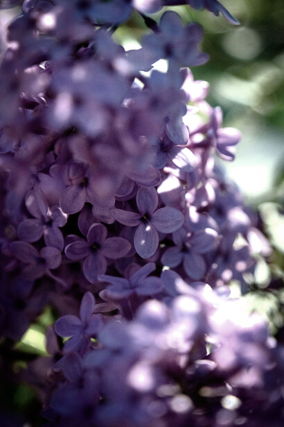 Me concentro en la jacaranda en flor que está frente a la ventana, sus ramas y su copa se me figuran una corona imperial
