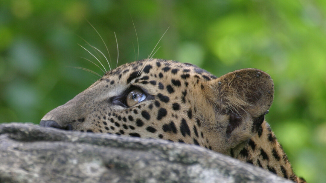 Leopard, low depth of field to have background out of focus © Gehan de Silva Wijeyeratne