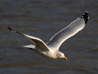Herring Gull adult winter © Gehan de Silva Wijeyeratne