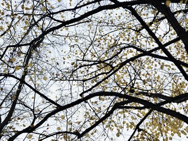 Le singole discipline ci hanno aiutato a conoscere meglio il mondo, ma spesso non riescono a spiegare come i diversi fenomeni siano collegati tra loro