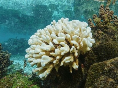 Il fossile che finora è stato usato come "termometro" delle acque