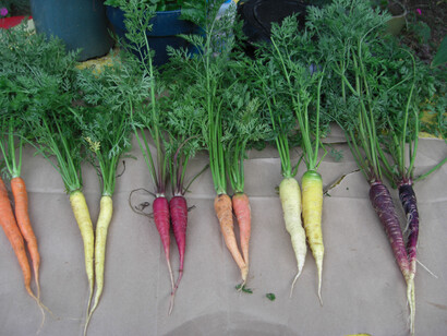Multicolor carrot