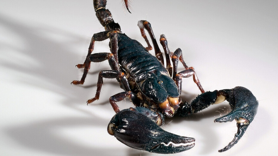 Spiders and Myriapods. Courtesy of Museum für Naturkunde