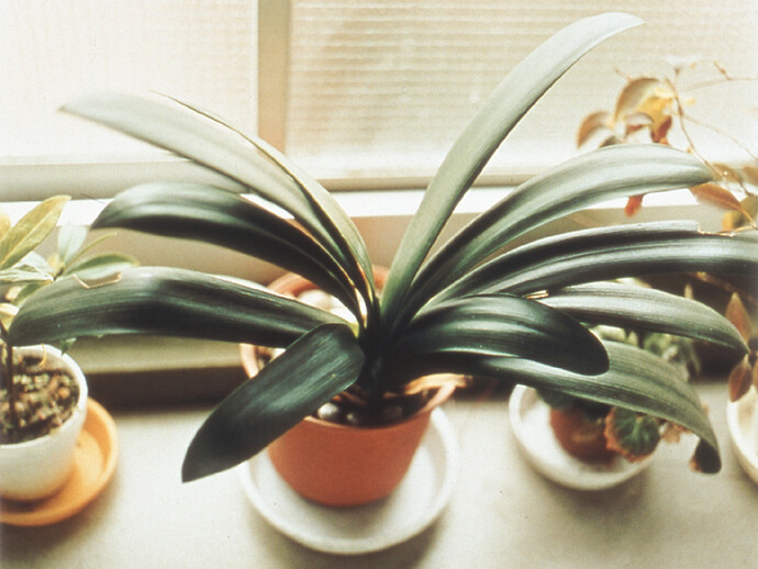 Masafumi Sanai, from the photographic book Ikiteiru (Living), 1995, type C print, 95.5 x 119 cm