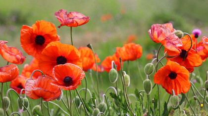 We can only take a cup of kindness yet and wait for Auld Lang Syne