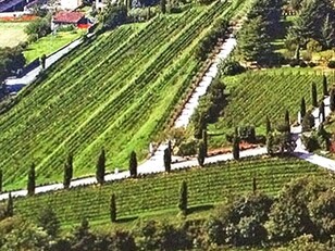 La storia di questa etichetta dimostra come il design possa trasformare una semplice bottiglia in un racconto simbolico, capace di comunicare valori, identità e ricerca di armonia prima ancora del primo sorso