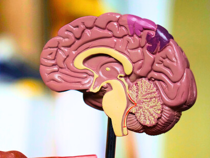 The brain has finite energy and speed. It can’t analyze every possibility or piece of data, so it prioritizes speed over accuracy