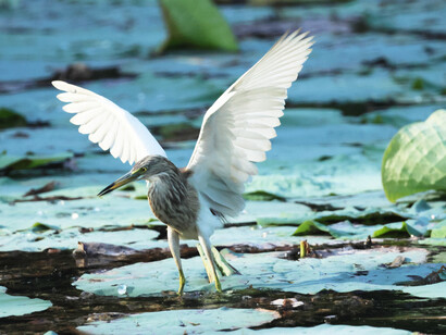 Indian Pond Heron showing white wings (c) Gehan de Silva Wijeyeratne