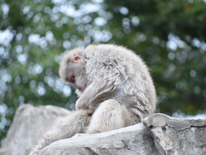 Un esemplare di Macaca fuscata su una roccia nello zoo di Ueno, Tokyo, Giappone