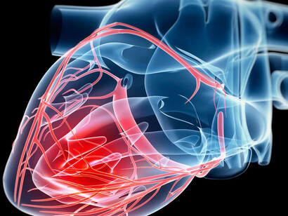 L'organo Cuore