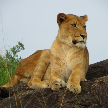 Sudán del Sur. El león