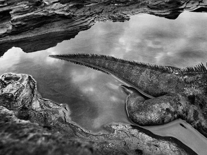 Sebastião Salgado. Courtesy of Sundaram Tagore Gallery