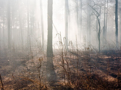 The Pines. Courtesy of Southeast Museum of Photography