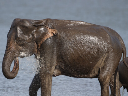 An adult bull enjoying a bath in Minneriya © Gehan de Silva Wijeyeratne