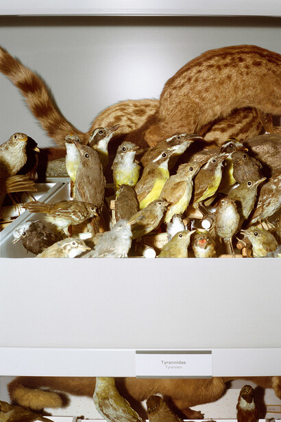 Denise Bertschi. Courtesy of Aargauer Kunsthaus