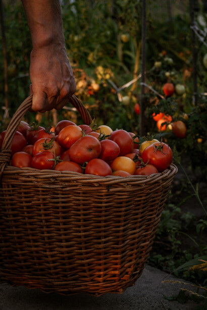 Cesta llena de tomates frescos recién extraídos. Todo esto sugiere una práctica diaria de claridad, para ver, sentir, reconocer lo que de verdad se necesita y quiere