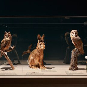 Nature Showcase. Courtesy of Naturhistorisches Museum Basel