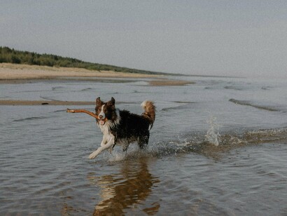 Ver a sua impaciência quando chegamos à praia e a vontade eletrizante de correr naquele areal em direção às ondas do mar. Tudo ganha outro sentido; tudo é um momento para ficar registado na nossa memória
