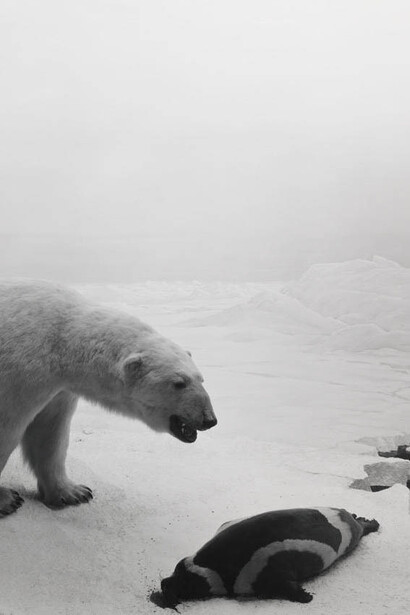Hiroshi Sugimoto
Polar Bear
1976
Gelatin silver print
42.3 x 54.6 cm