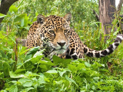 El jaguar está calificado en la Lista Roja de la UICN como «especie casi amenazada» y su número está en declive.​ Entre los factores que lo amenazan se incluyen la pérdida y la fragmentación de su hábitat. Parque nacional del Manu, Perú