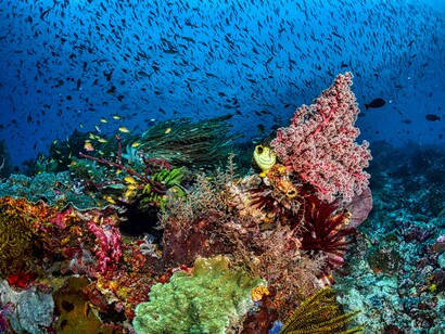 Discover the breathtaking coral reefs of West Papua, Indonesia, filled with vibrant corals, tropical fish, and diverse marine life