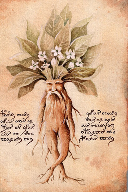 La Mandragora, illustrazione